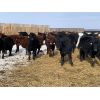 Image 4 : Blindman Beef & Bison - 625# Steers - 42 Head (Rimbey, AB)