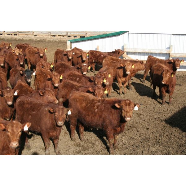 Schapansky Farms - 850# Steers - 73 Head (Coaldale, AB)