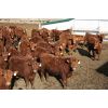 Image 1 : Schapansky Farms - 850# Steers - 73 Head (Coaldale, AB)