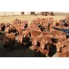 Image 2 : Schapansky Farms - 850# Steers - 73 Head (Coaldale, AB)