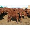 Image 3 : Schapansky Farms - 850# Steers - 73 Head (Coaldale, AB)