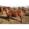 Image 4 : Schapansky Farms - 850# Steers - 73 Head (Coaldale, AB)