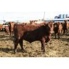Image 5 : Schapansky Farms - 850# Steers - 73 Head (Coaldale, AB)