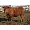 Image 6 : Schapansky Farms - 850# Steers - 73 Head (Coaldale, AB)