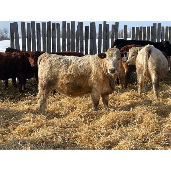 Glen & Luke Mark - 840# Heifers - 75 Head (St. Brieux, SK)