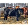 Image 3 : Glen & Luke Mark - 840# Heifers - 75 Head (St. Brieux, SK)