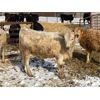 Image 4 : Glen & Luke Mark - 840# Heifers - 75 Head (St. Brieux, SK)