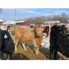 Image 6 : Glen & Luke Mark - 840# Heifers - 75 Head (St. Brieux, SK)