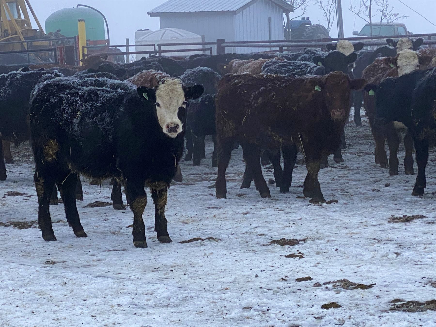 Newsome Farms Ltd. 850 Steers 72 Head (Cremona, AB) Team Auction