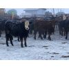 Image 1 : Newsome Farms Ltd. - 850# Steers - 72 Head (Cremona, AB)