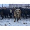 Image 2 : Newsome Farms Ltd. - 850# Steers - 72 Head (Cremona, AB)