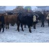 Image 3 : Newsome Farms Ltd. - 850# Steers - 72 Head (Cremona, AB)