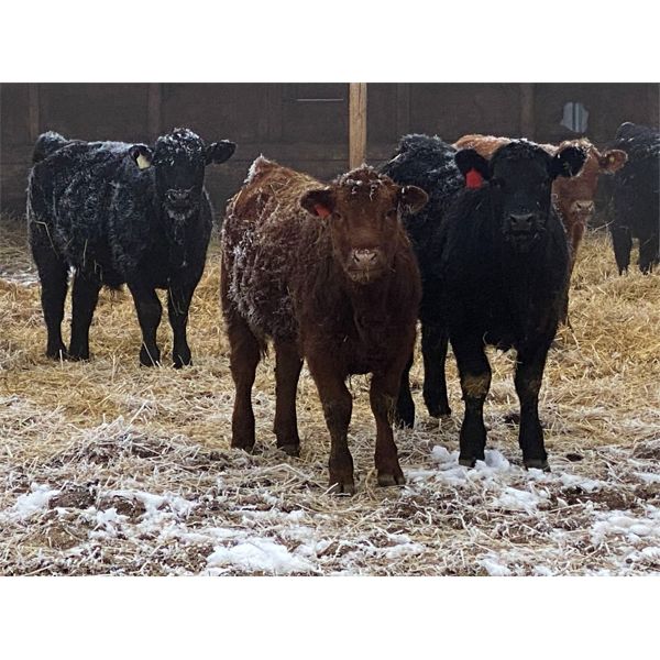 Reid Ranching Cremona - 740# Steers - 85 Head (Cremona, AB)