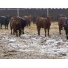 Image 7 : Reid Ranching Cremona - 740# Steers - 85 Head (Cremona, AB)
