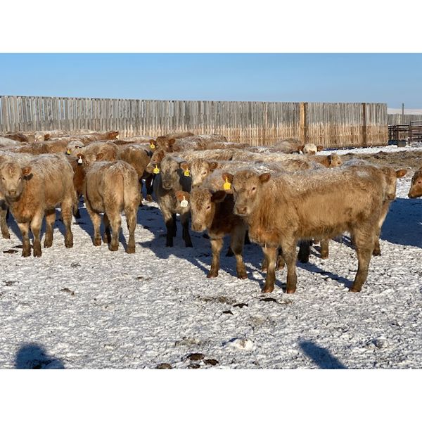 Regehr Land & Cattle - 675# Heifers - 92 Head (Linden, AB)