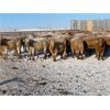 Image 3 : Regehr Land & Cattle - 675# Heifers - 92 Head (Linden, AB)