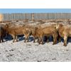 Image 5 : Regehr Land & Cattle - 675# Heifers - 92 Head (Linden, AB)