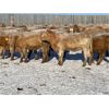 Image 6 : Regehr Land & Cattle - 675# Heifers - 92 Head (Linden, AB)