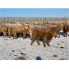Image 7 : Regehr Land & Cattle - 675# Heifers - 92 Head (Linden, AB)