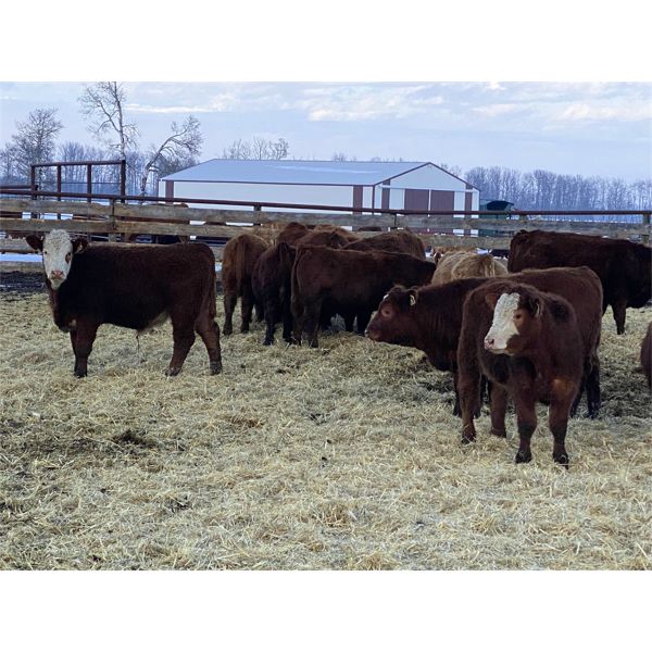 Don & Mike Petersen - 630# Steers - 80 Head (Sundre, AB)