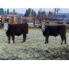 Image 3 : Don & Mike Petersen - 630# Steers - 80 Head (Sundre, AB)
