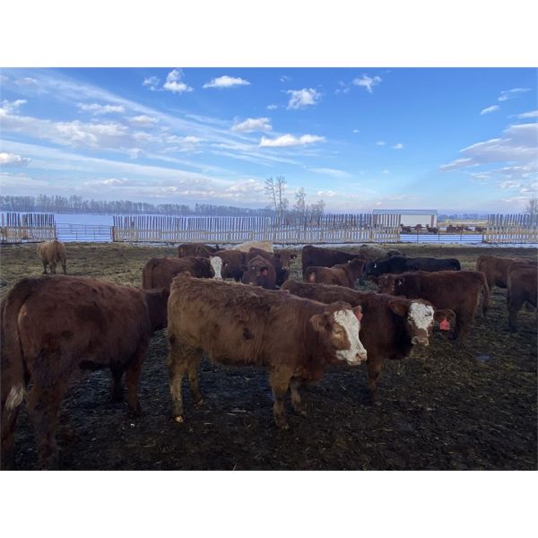 Don & Mike Petersen - 630# Heifers - 120 Head (Sundre, AB)