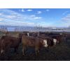 Image 1 : Don & Mike Petersen - 630# Heifers - 120 Head (Sundre, AB)