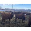 Image 2 : Don & Mike Petersen - 630# Heifers - 120 Head (Sundre, AB)