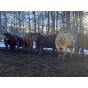 Image 5 : Don & Mike Petersen - 630# Heifers - 120 Head (Sundre, AB)