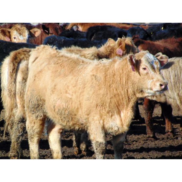 Island Vet Clinic - 800# Heifers - 77 Head (Taber, AB)