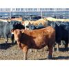 Image 2 : Island Vet Clinic - 800# Heifers - 77 Head (Taber, AB)