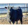 Image 7 : Island Vet Clinic - 800# Heifers - 77 Head (Taber, AB)
