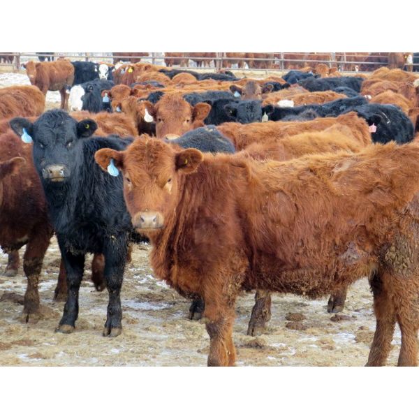 Jeff & Bonnie Resch - 1000# Heifers - 248 Head (Leader, SK)