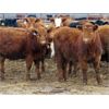 Image 2 : Jeff & Bonnie Resch - 1000# Heifers - 248 Head (Leader, SK)