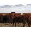 Image 5 : Jeff & Bonnie Resch - 1000# Heifers - 248 Head (Leader, SK)