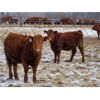 Image 6 : Jeff & Bonnie Resch - 1000# Heifers - 248 Head (Leader, SK)