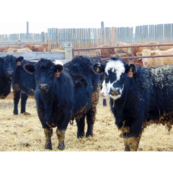 Doerksen Farms - 880# Steers - 70 Head (Gem, AB)