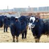 Image 1 : Doerksen Farms - 880# Steers - 70 Head (Gem, AB)