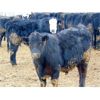 Image 3 : Doerksen Farms - 880# Steers - 70 Head (Gem, AB)