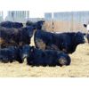 Image 4 : Doerksen Farms - 880# Steers - 70 Head (Gem, AB)