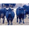 Image 5 : Doerksen Farms - 880# Steers - 70 Head (Gem, AB)