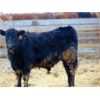 Image 7 : Doerksen Farms - 880# Steers - 70 Head (Gem, AB)