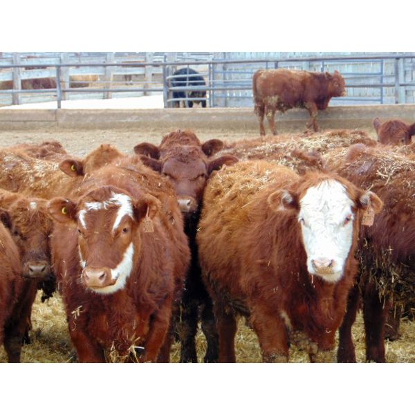Doerksen Farms - 780# Steers - 166 Head (Gem, AB)