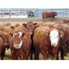 Image 1 : Doerksen Farms - 780# Steers - 166 Head (Gem, AB)