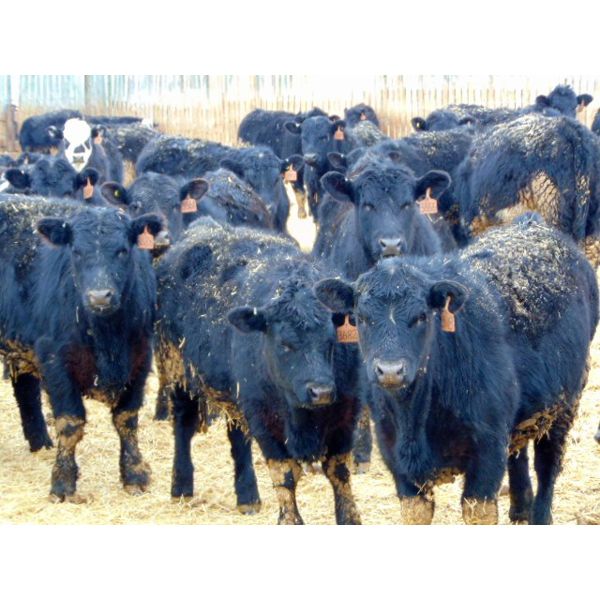 Doerksen Farms - 800# Steers - 120 Head (Gem, AB)