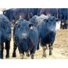 Image 2 : Doerksen Farms - 800# Steers - 120 Head (Gem, AB)