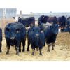Image 4 : Doerksen Farms - 800# Steers - 120 Head (Gem, AB)