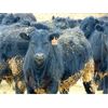 Image 6 : Doerksen Farms - 800# Steers - 120 Head (Gem, AB)