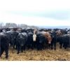 Image 2 : Maverick Livestock - 560# Steers - 110 Head (Hines Creek, AB)