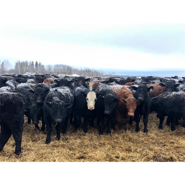 Maverick Livestock - 560# Steers - 110 Head (Hines Creek, AB)
